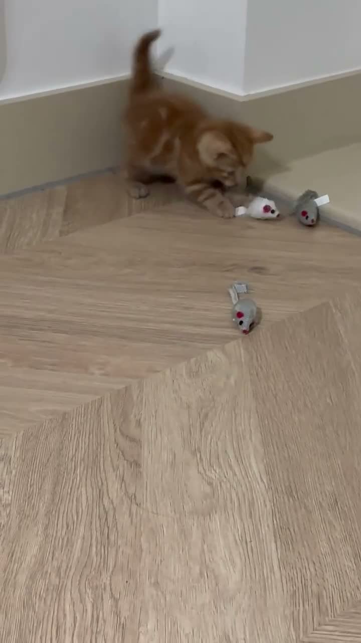 Mixed Breed cats for sale: ginger tabby  - Video 2