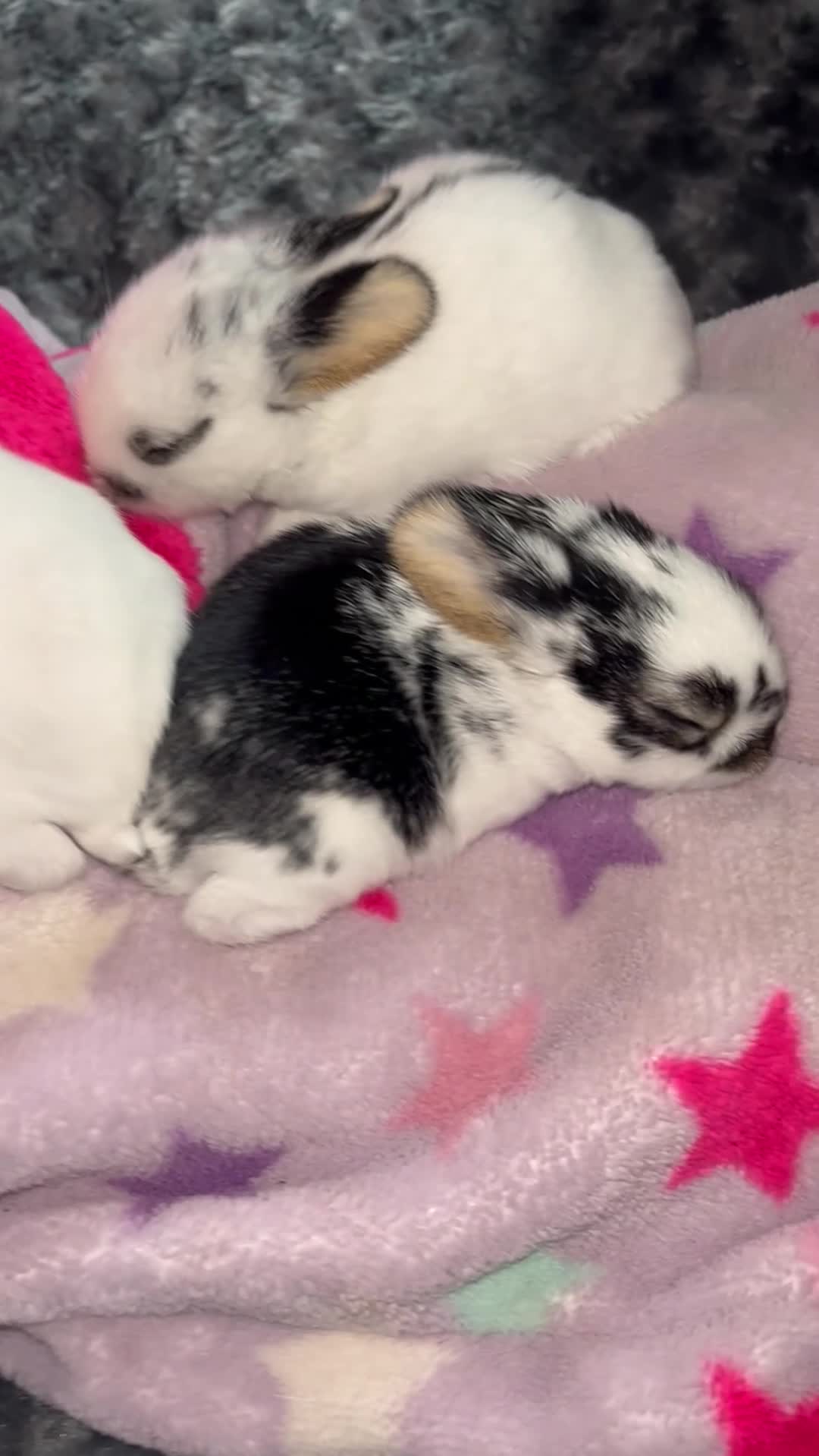 Mini Lop rabbits for sale: 3 mini lop bunnies - Video 1