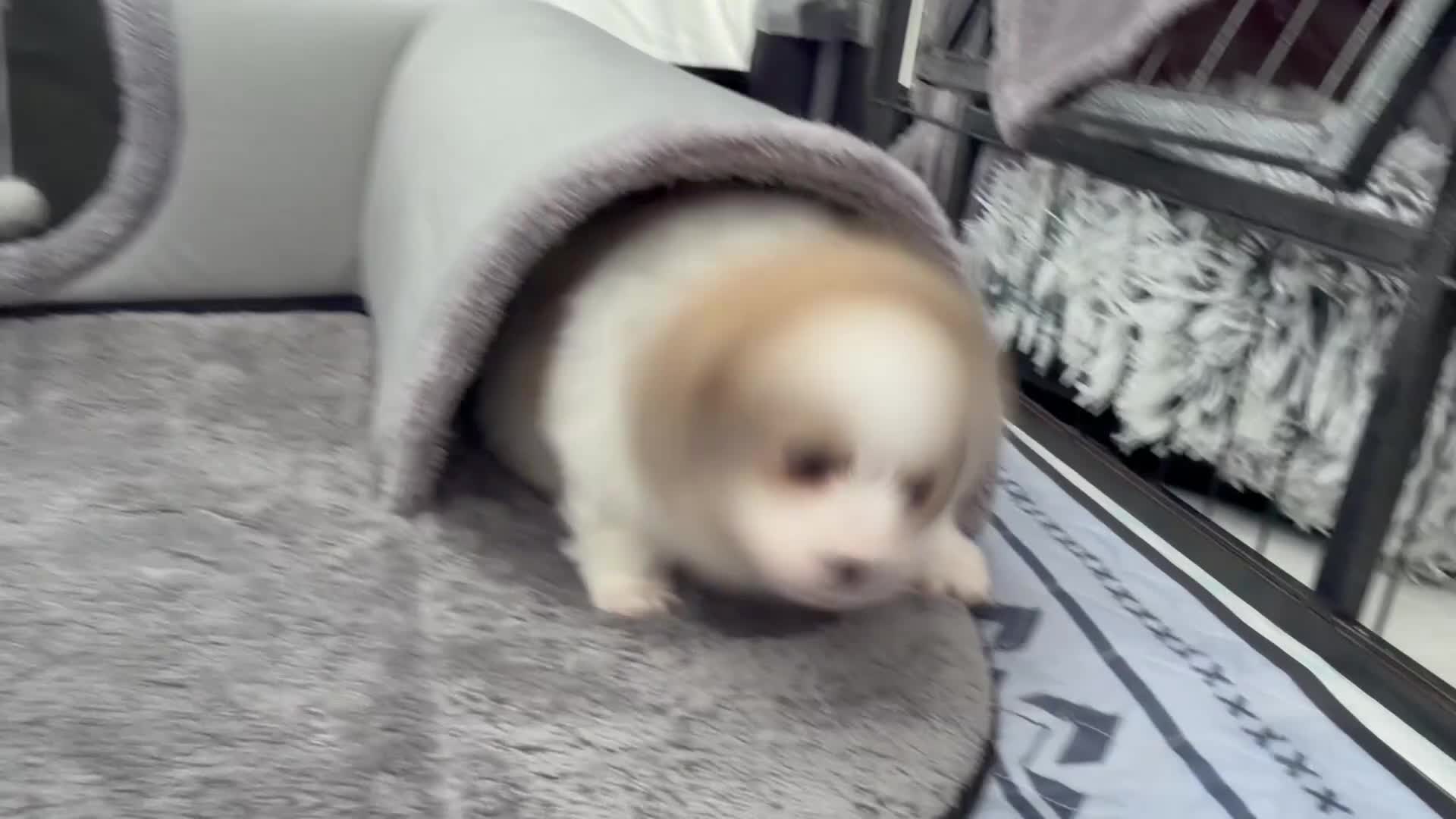 Pomeranian dogs for sale: Pomeranian Puppies Available To Reserve Now in Manchester - Video 3