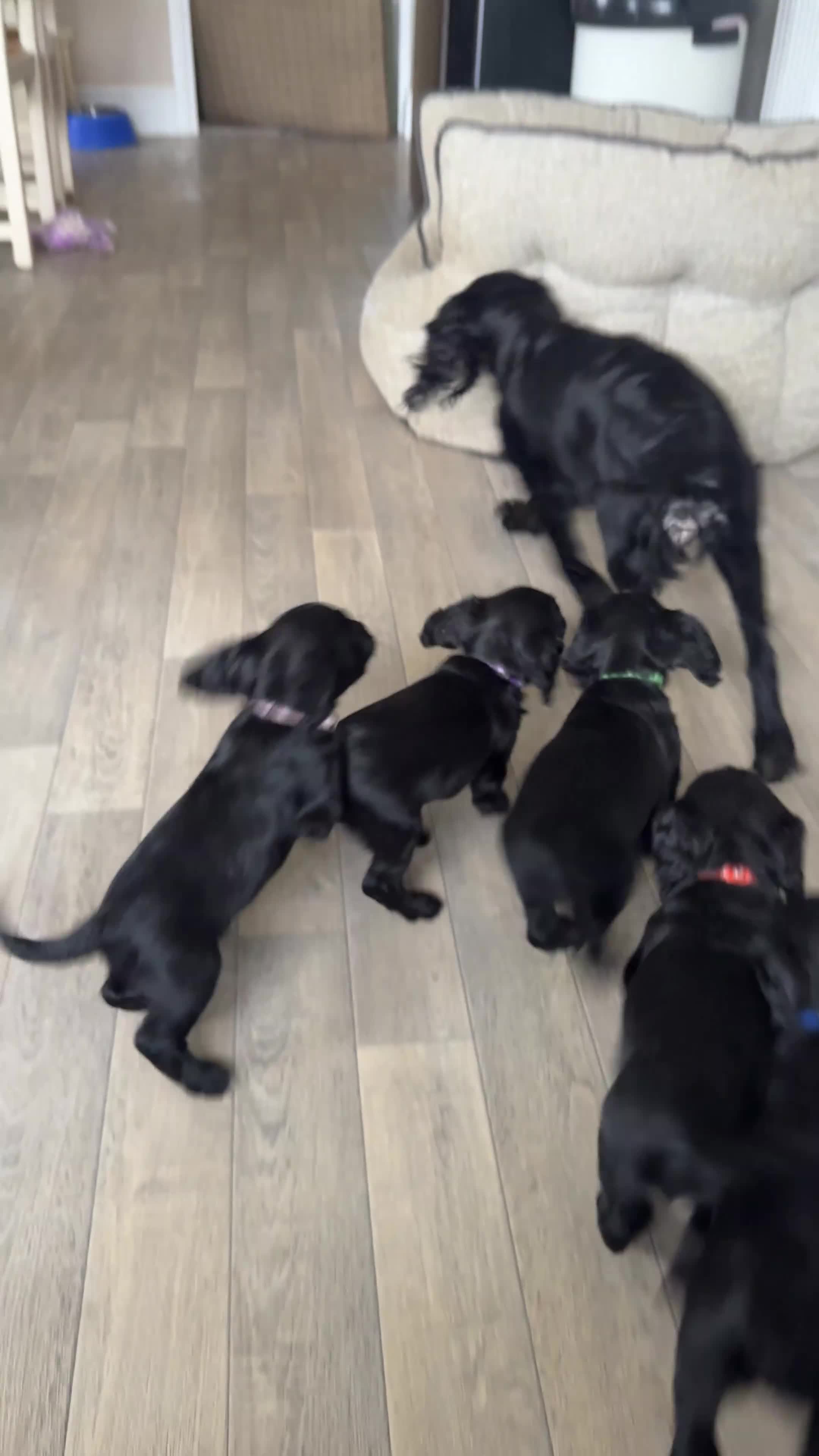 Cocker Spaniel dogs for sale: Working Cocker Spaniels for Sale - Video 1