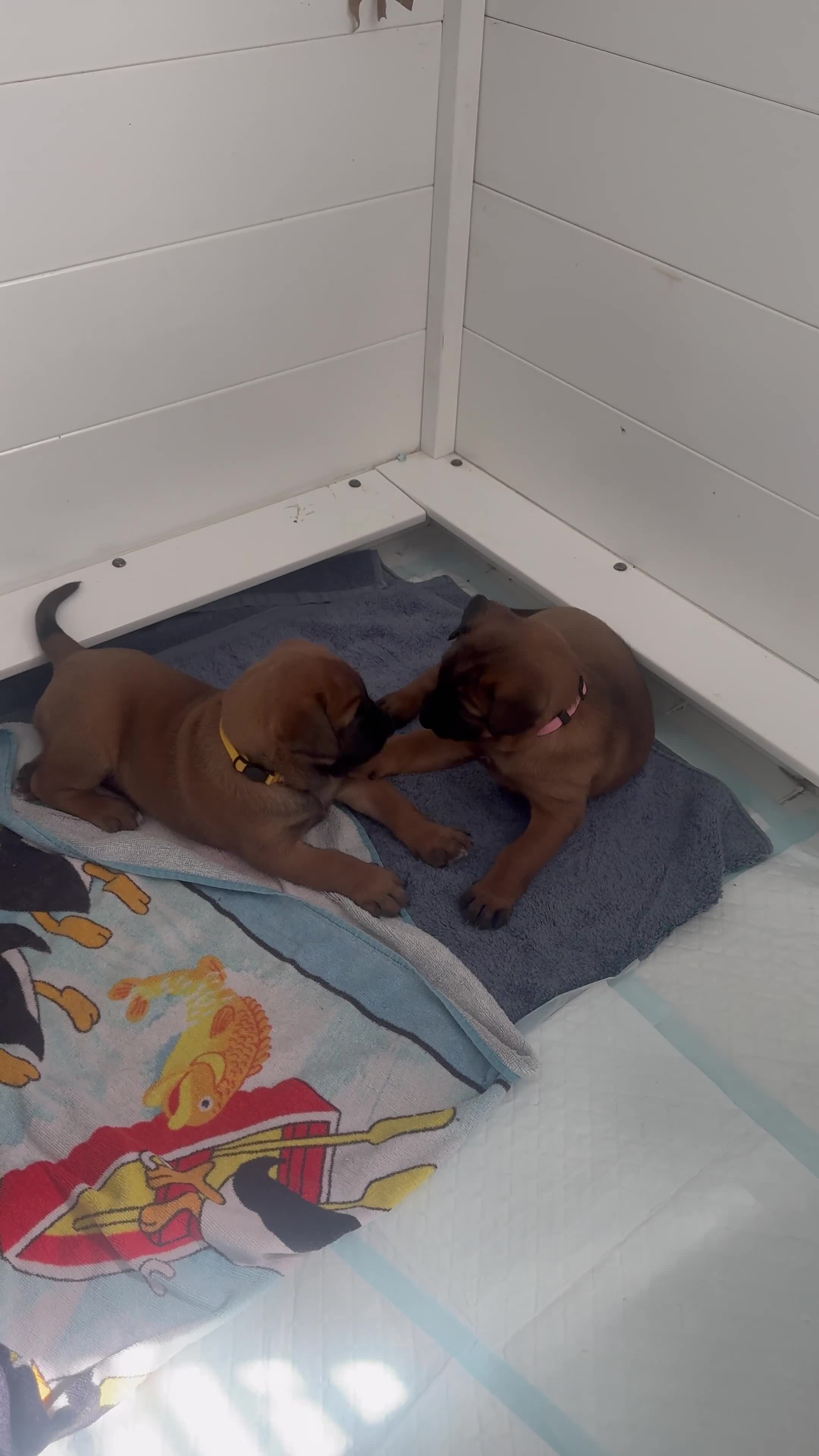Mixed Breed dogs for sale: Herders in Godstone - Video 2