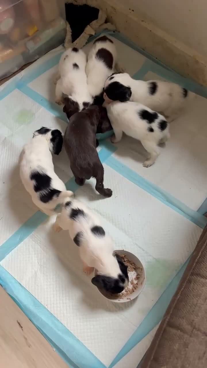 Sprocker dogs for sale: READY THIS WEEK🐶🏡 - Video 2
