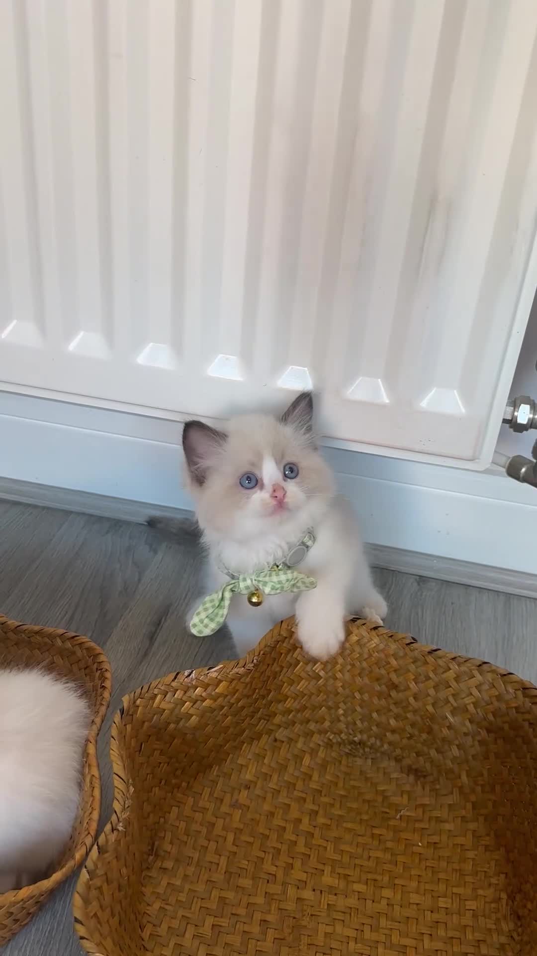 Ragdoll cats for sale: TICA Registered Ragdoll Kittens - Video 2