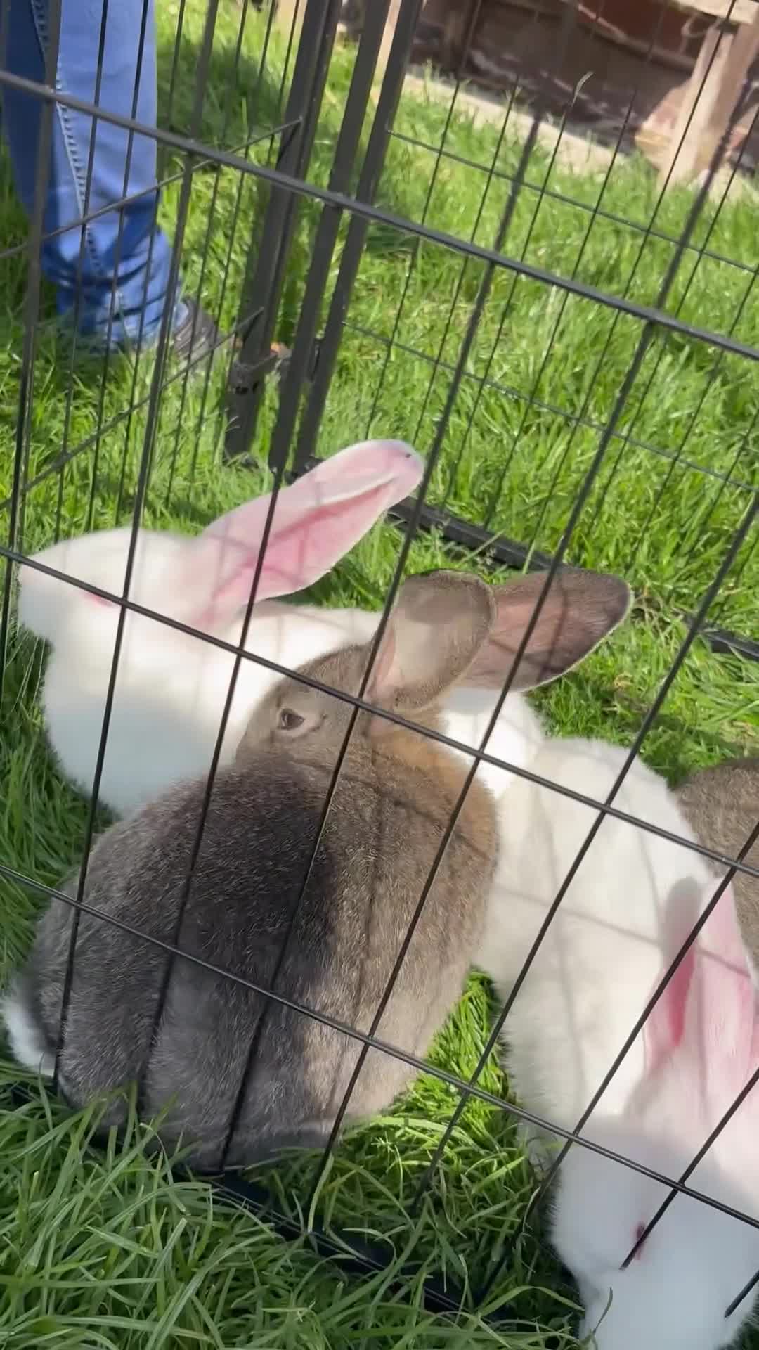 Continental Giant rabbits for sale: Gorgeous litter of continental giant bunnies😍 - Video 2