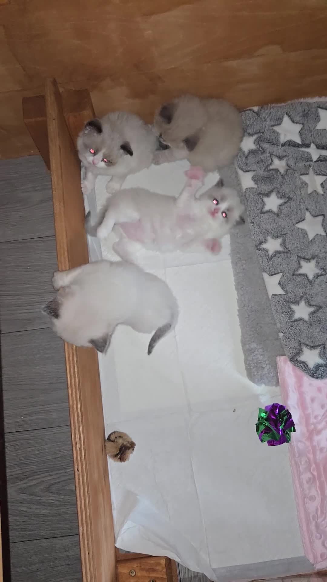 Ragdoll cats for sale: Gorgeous Pedigree chunky ragdolls - Video 4