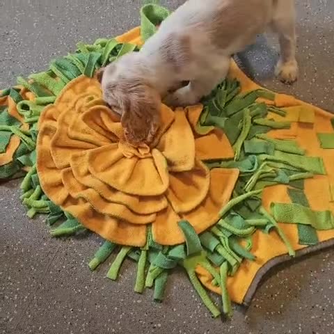 Cocker Spaniel dogs for sale: 1 boy available orange roan  - Video 2