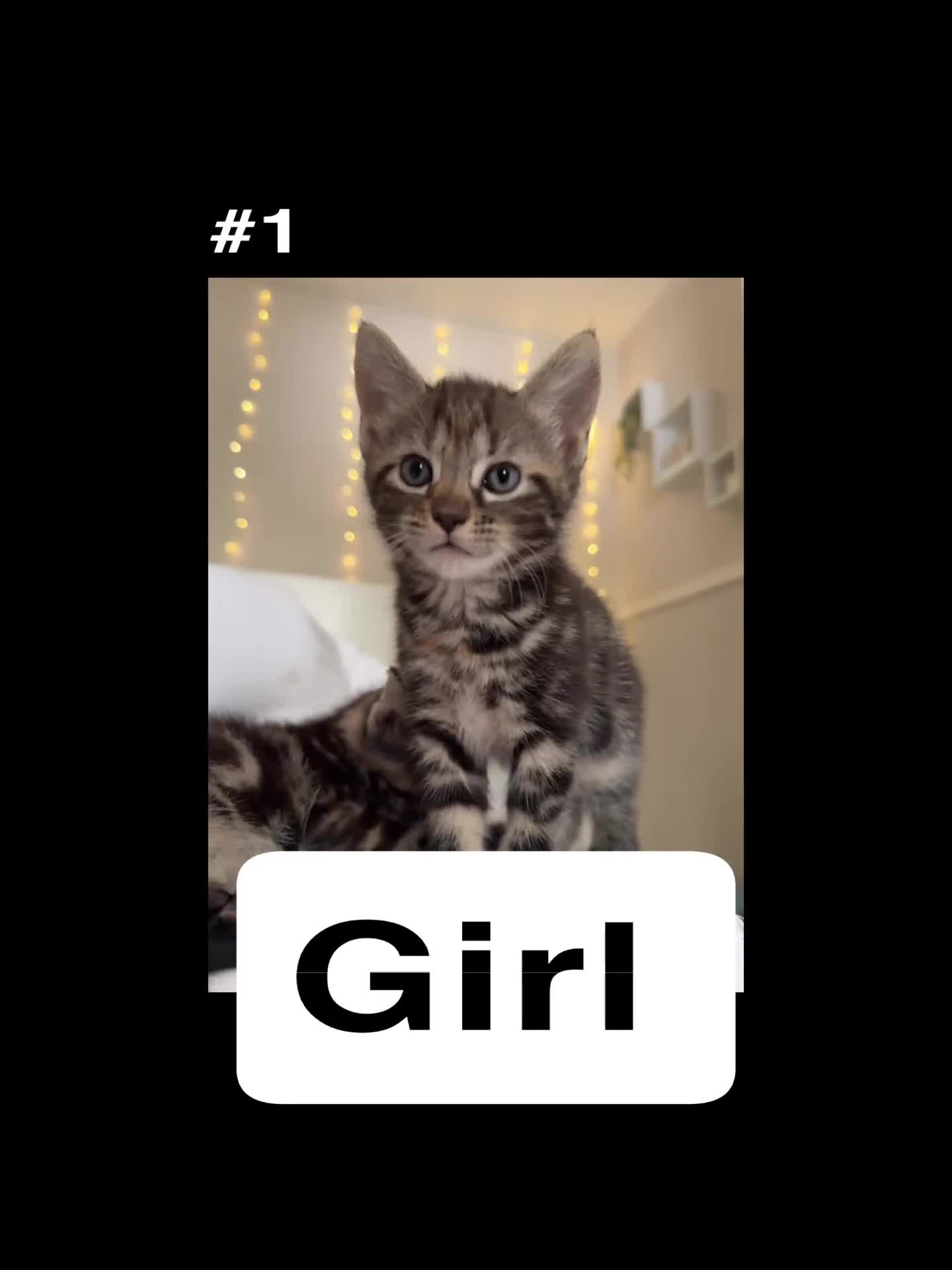 British Shorthair cats for sale: 7 Beautiful Kittens Looking for Their Forever Home - Video 4