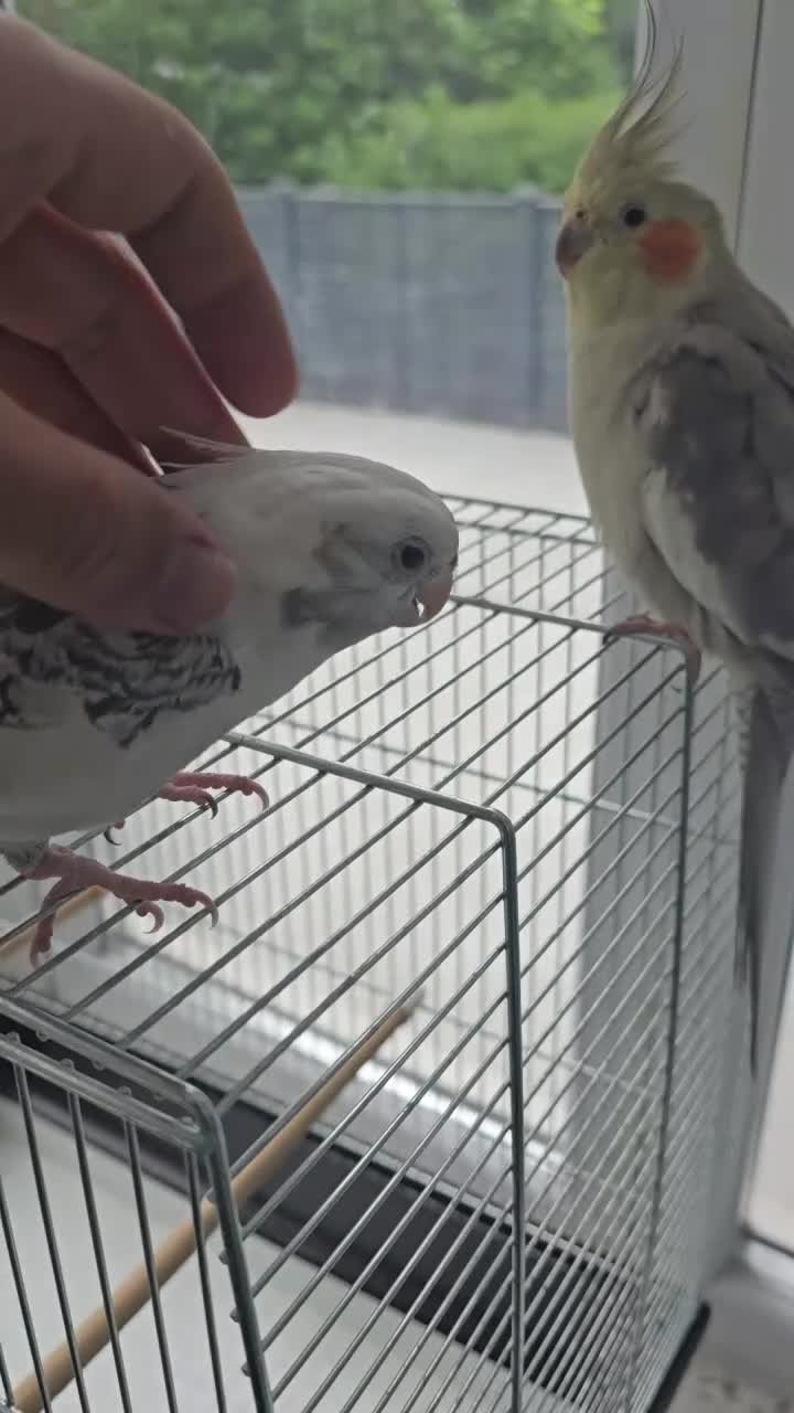 Cockatiels birds for sale: 2 tame cockatiels with cage - Video 2