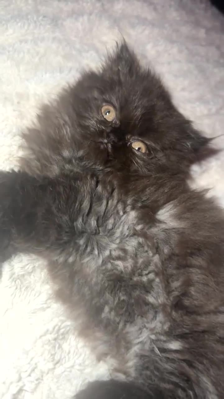 Persian cats for sale: Persian kitten for sale  - Video 1