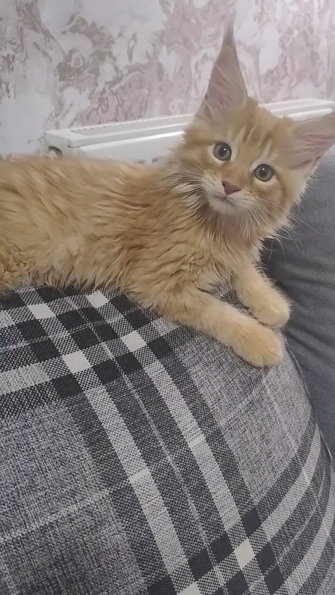 Maine Coon cats for sale: 4 Beautiful Full Maine Coon Kittens Ginger Girl - Video 1