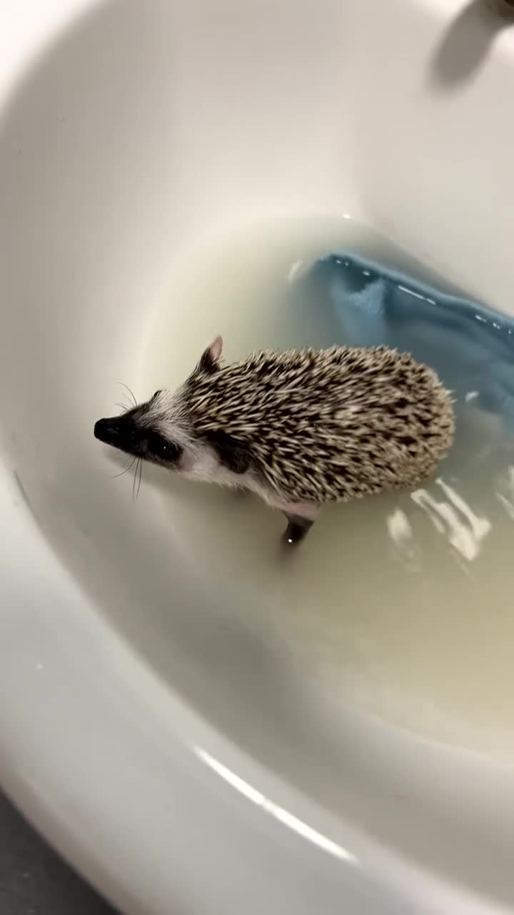 Pygmy Hedgehog rodents for sale: African Pygmy hedgehog  - Video 1