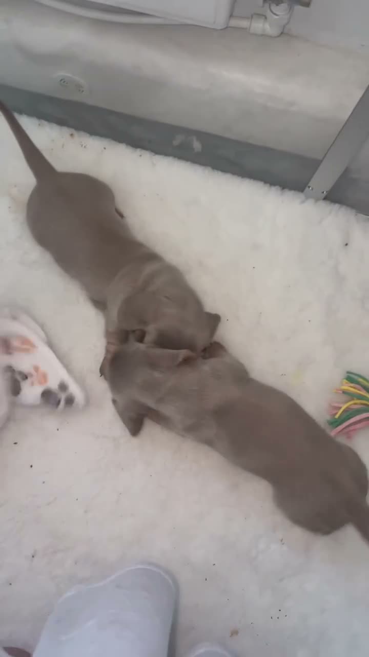 Miniature Dachshund dogs for sale: LILAC KC REGISTERED MINATURE DACHSHUND PUPPIES  - Video 4
