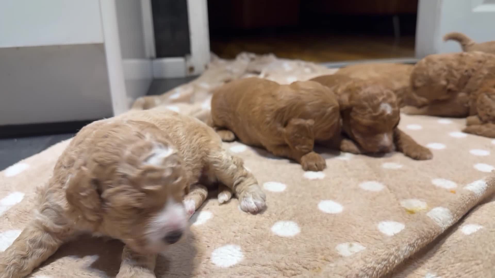 Goldendoodle dogs for sale: Beautiful Golden Doodle puppies 3 boys 3 girls  in Stoke-on-Trent - Video 4