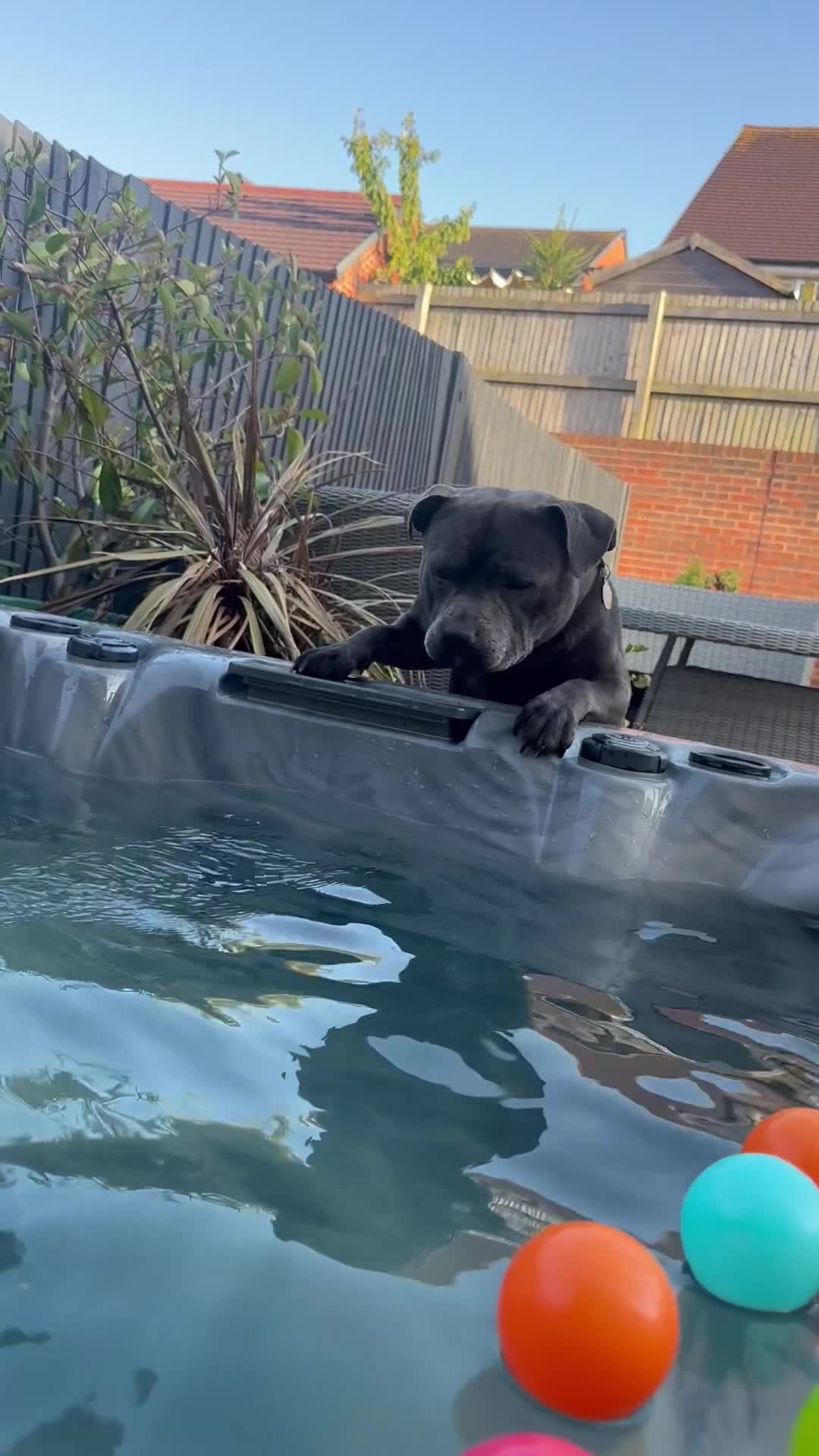 Staffordshire Bull Terrier dogs for stud: Son of the gurnos governor available for stud  - Video 1
