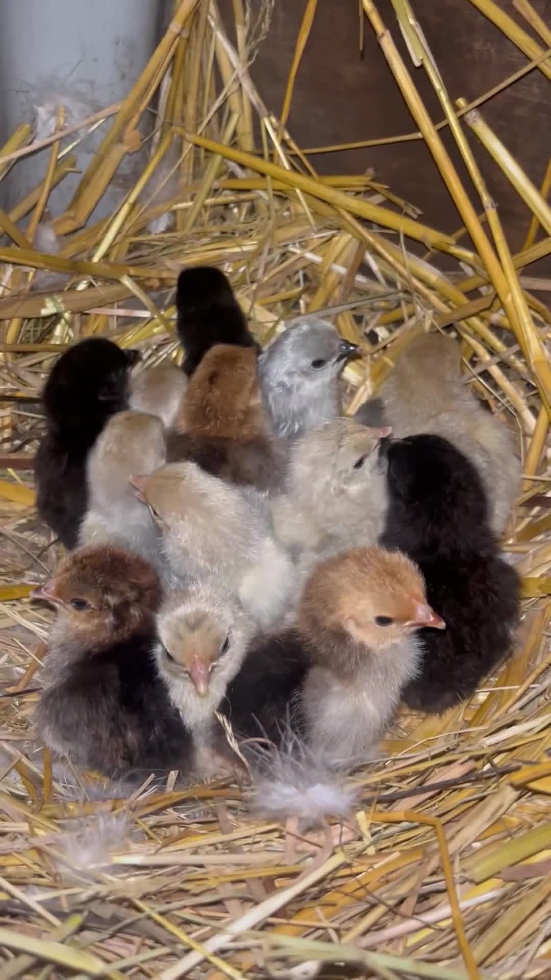 Chickens poultry for sale: Pekin bantam chicks  - Video 1