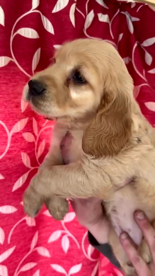 Goldendoodle dogs for sale: Goldendoodles puppies - health tested in Eastleigh - Video 1