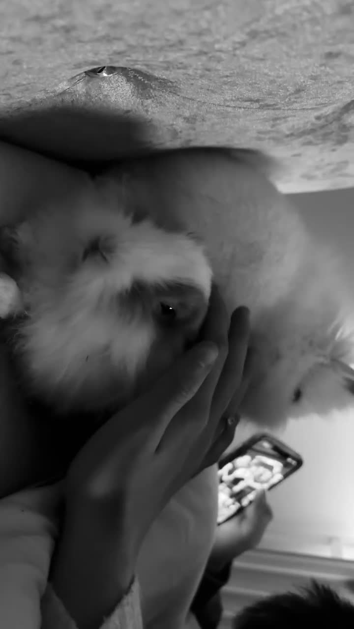 Lionhead rabbits for sale: two friendly lionhead rabbits ,includes pen ect - Video 1