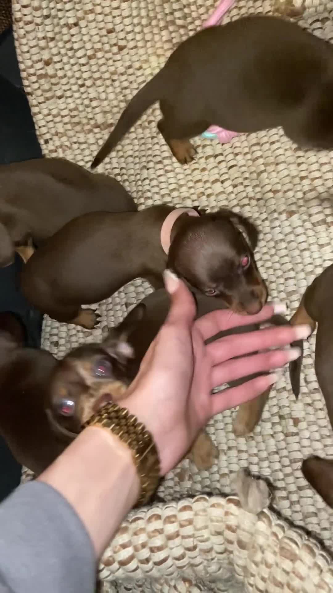 Miniature Dachshund dogs for sale: 🌻Miniature dachshund puppies 🌻 - Video 1