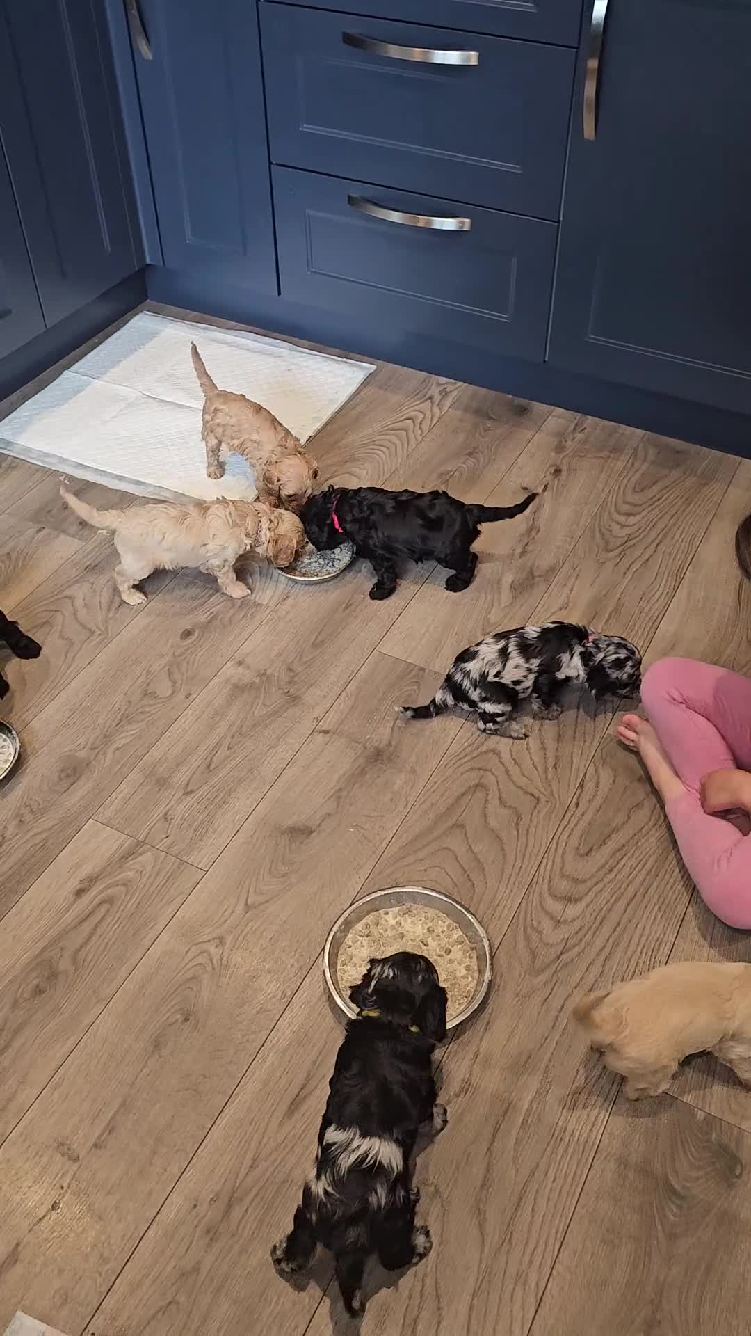Cavapoo dogs for sale: 🐾 Gorgeous Health Tested F1 Cavapoo Puppies 🐶🐾 - Video 3