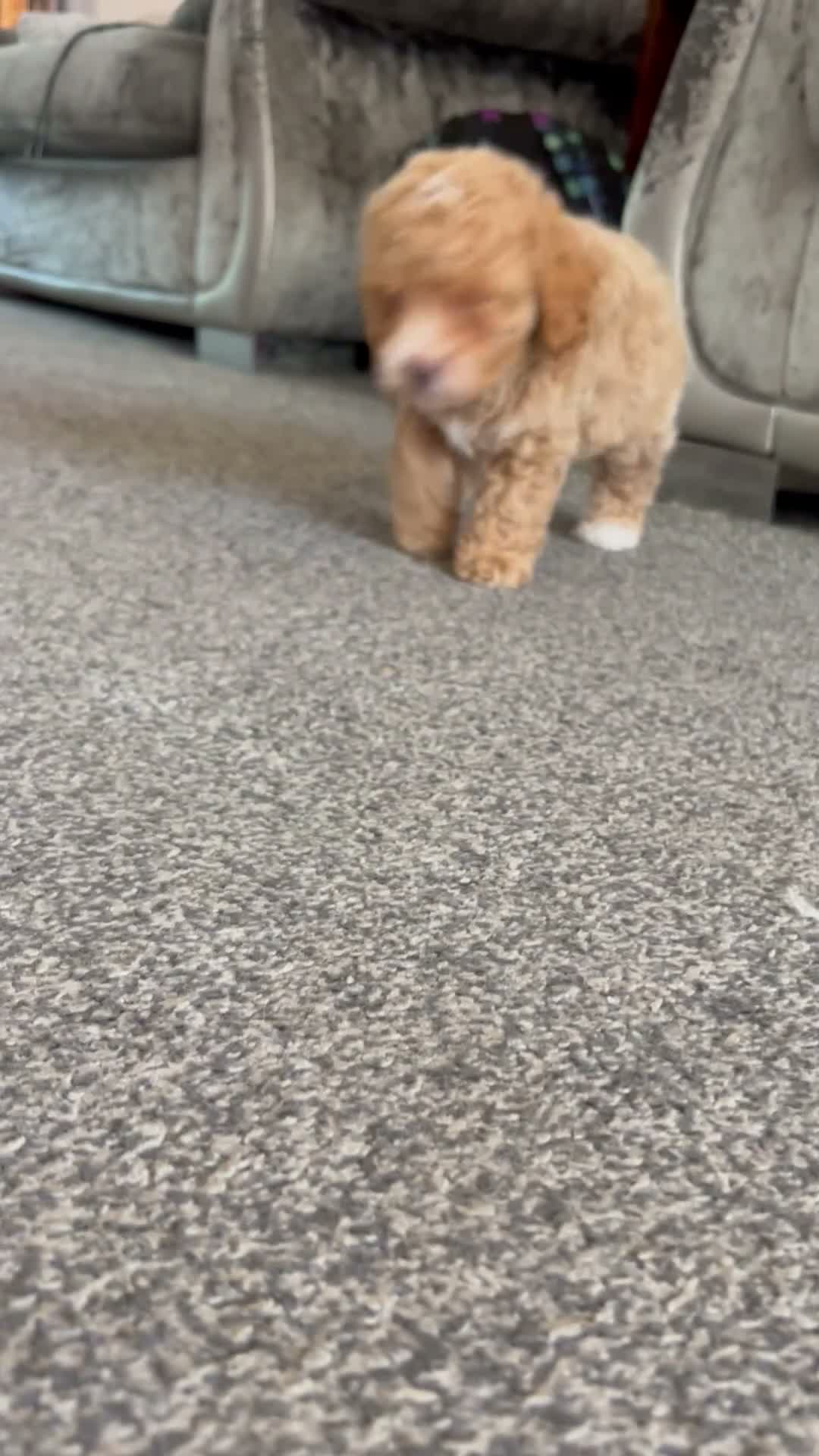 Cavapoo dogs for sale: Ready 8 weeks old boy-cream/apricot/white Merle - Video 2