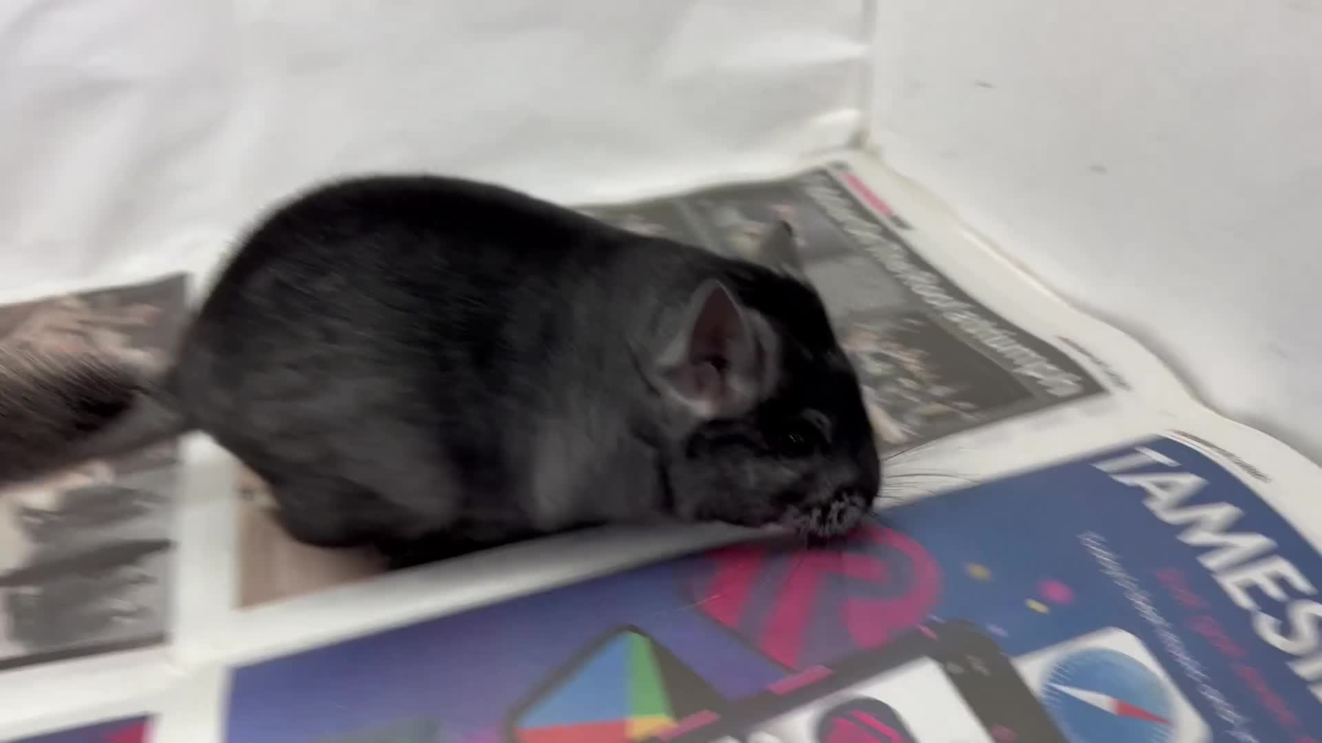Chinchilla rodents for sale: Mikey, beautiful medium ebony boy - Video 1