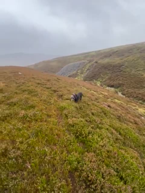 Labrador Retriever dogs for sale: Labrador puppies from working lines - Video 1