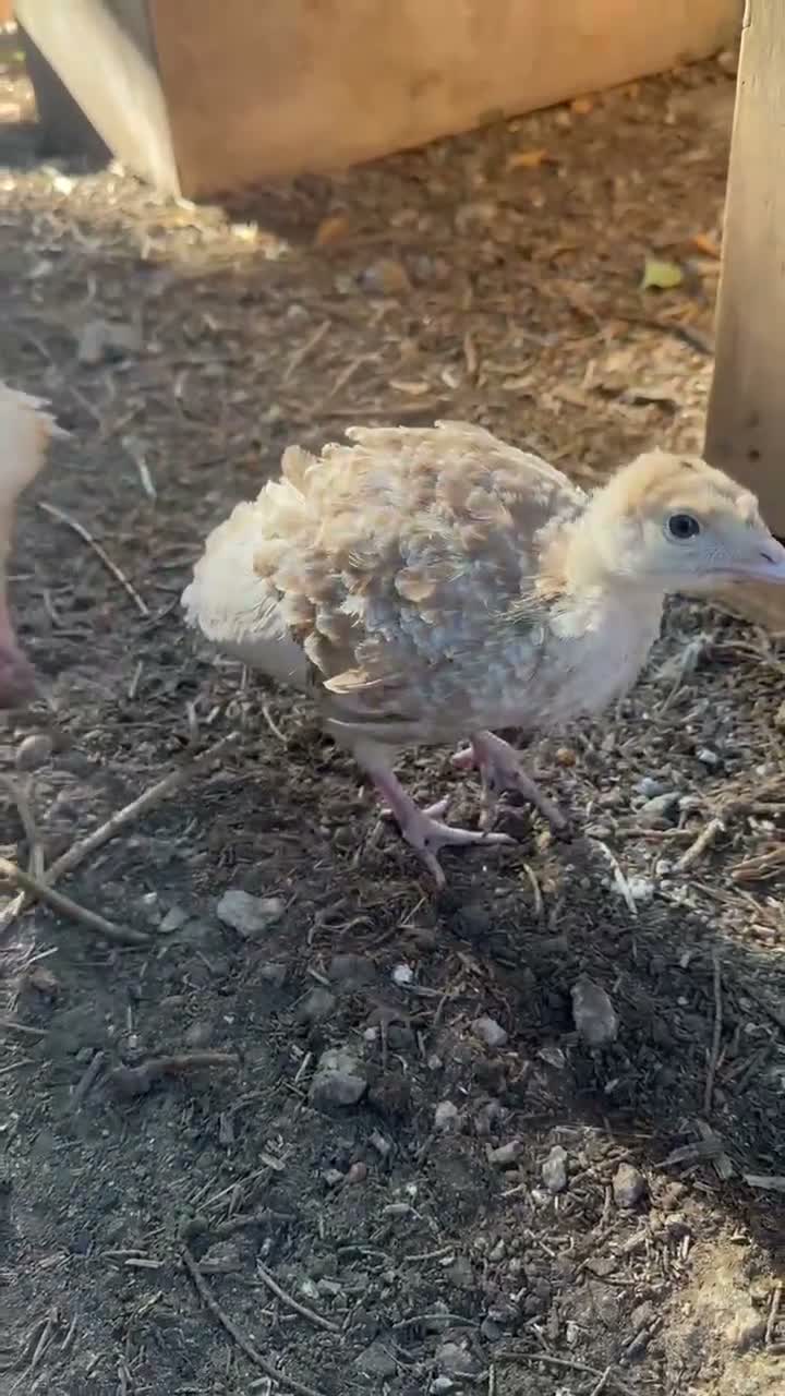 Turkeys poultry for sale: Bourbon Red turkey poults - Video 1