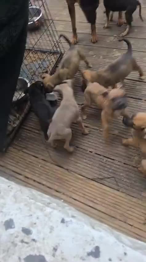 Mixed Breed dogs for sale: German Shepherd mix puppies  in Swansea - Video 1