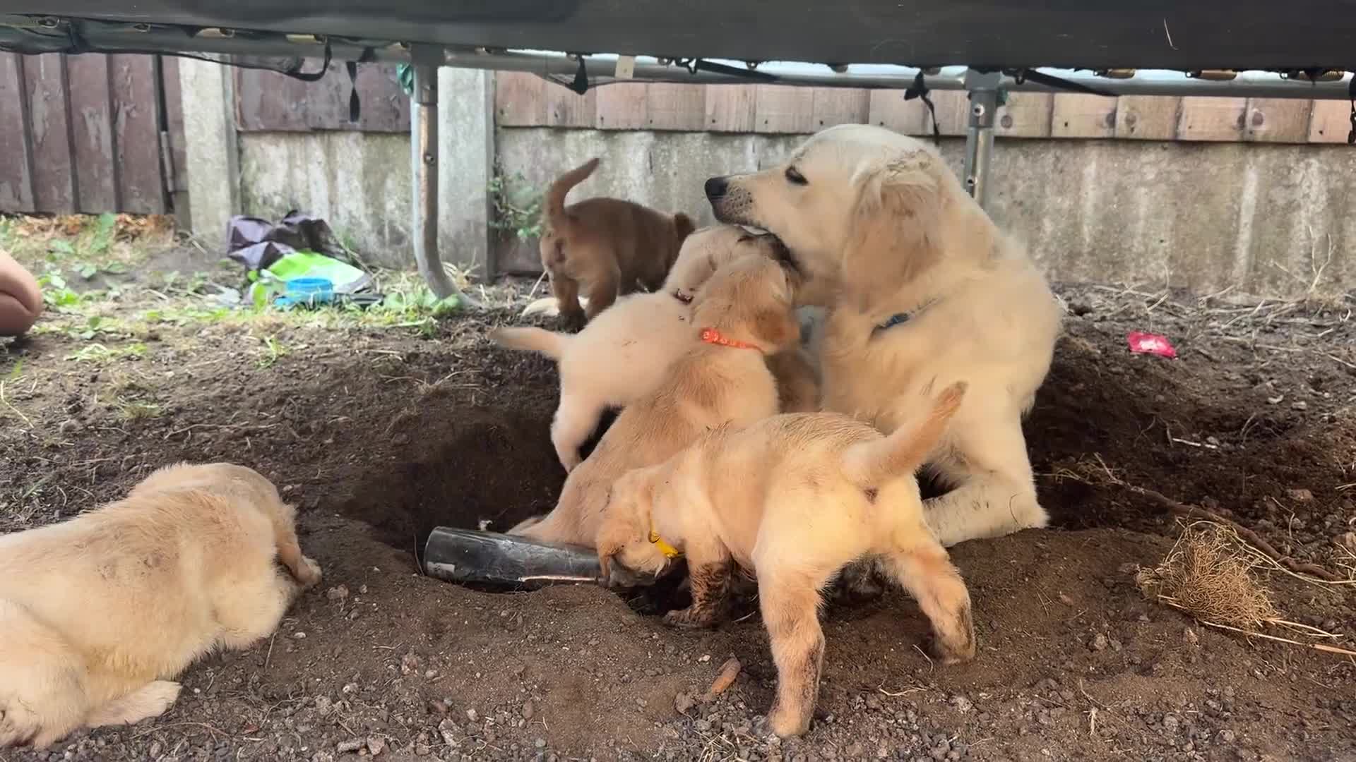 Goldador dogs for sale: Beautiful Goldador Puppies  - Video 2