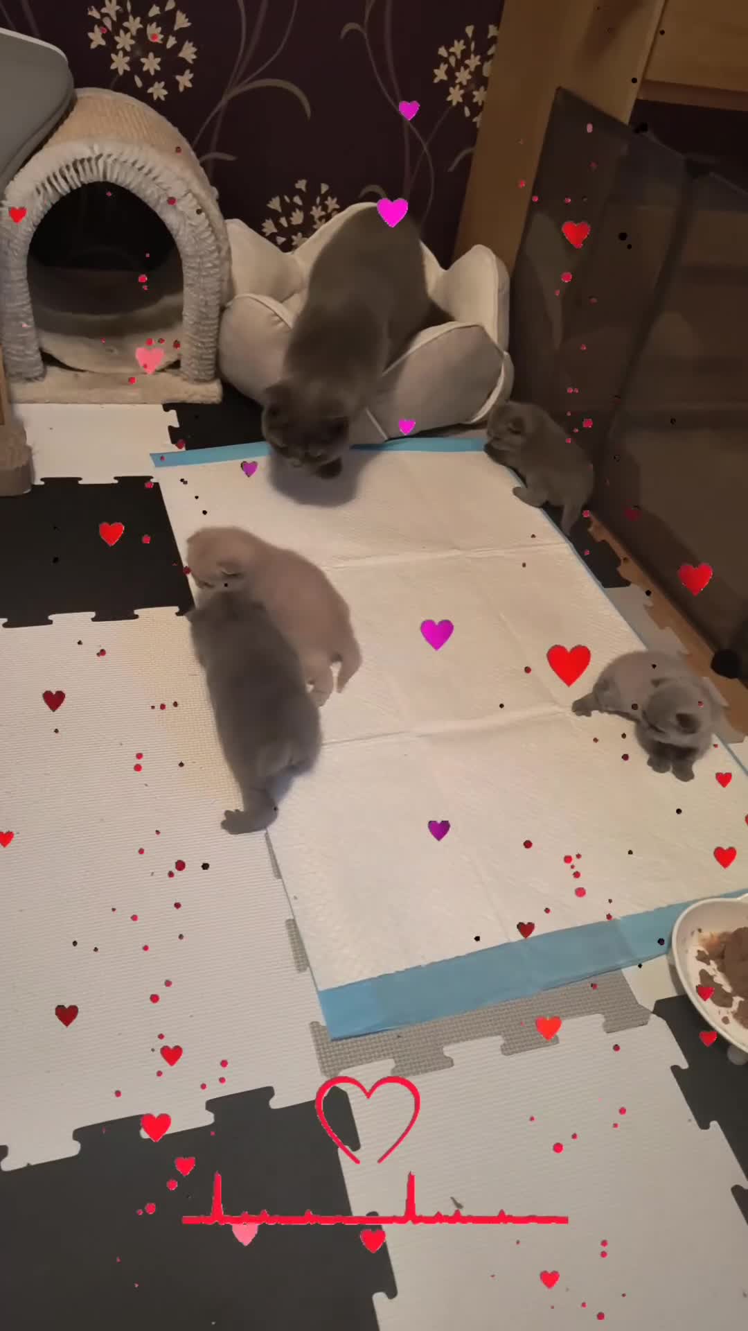 British Shorthair cats for sale: Magnificent Silver pedigree. Gccf registered.   - Video 4