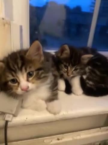 Mixed Breed cats for sale: Kittens for sale! - Video 2
