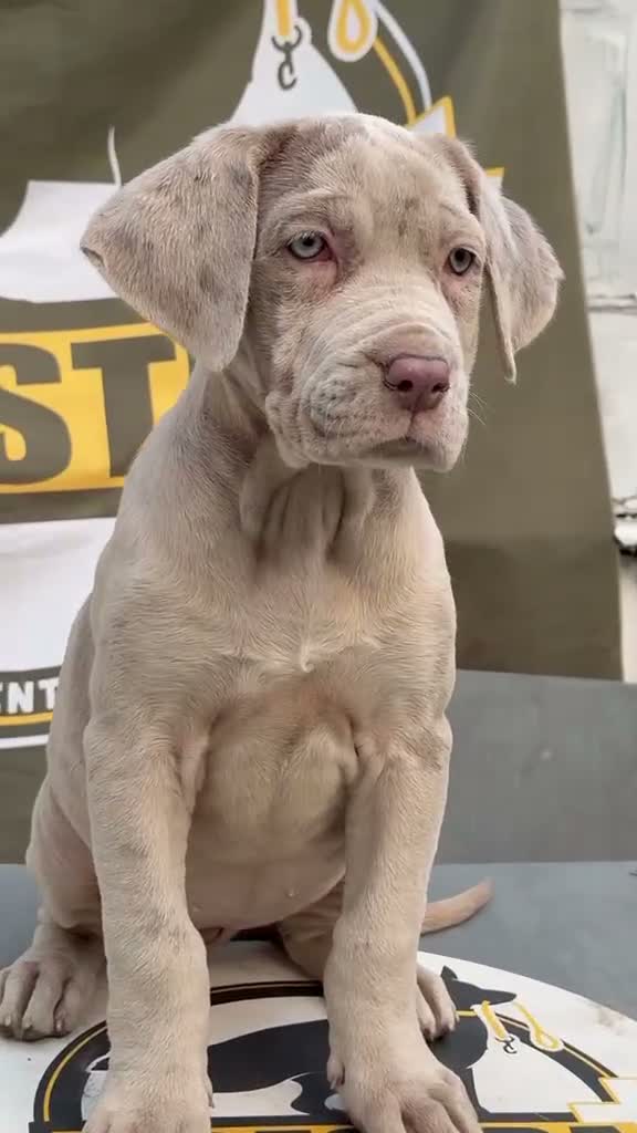 Mixed Breed dogs for sale: Lovely Merle puppy’s looking for his forever Home in Enfield - Video 1