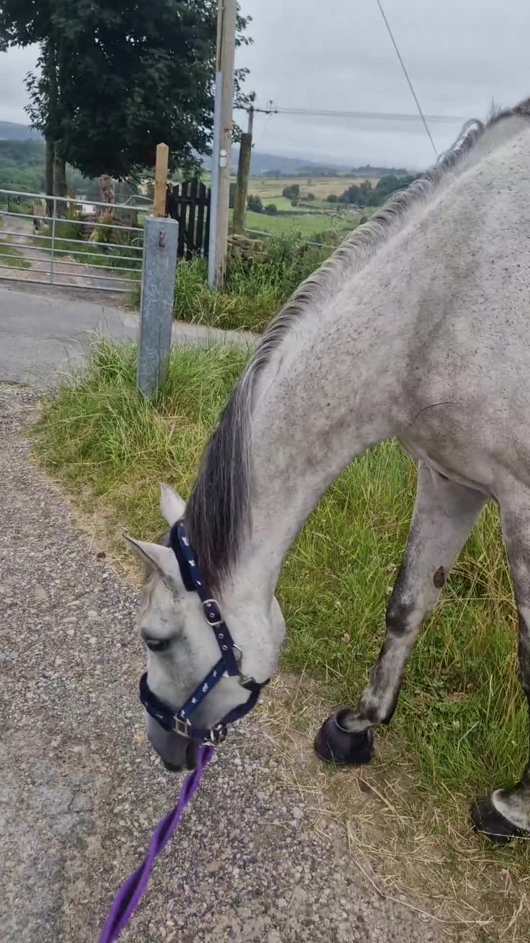 Irish Thoroughbred horses for sale: OTTB flea bitten mare in Bradford - Video 1