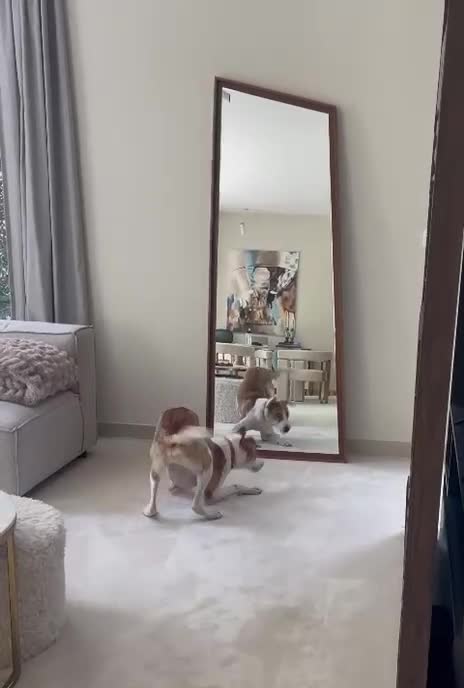 Canaan Dog dogs for adoption: Zico the desert dog  - Video 1