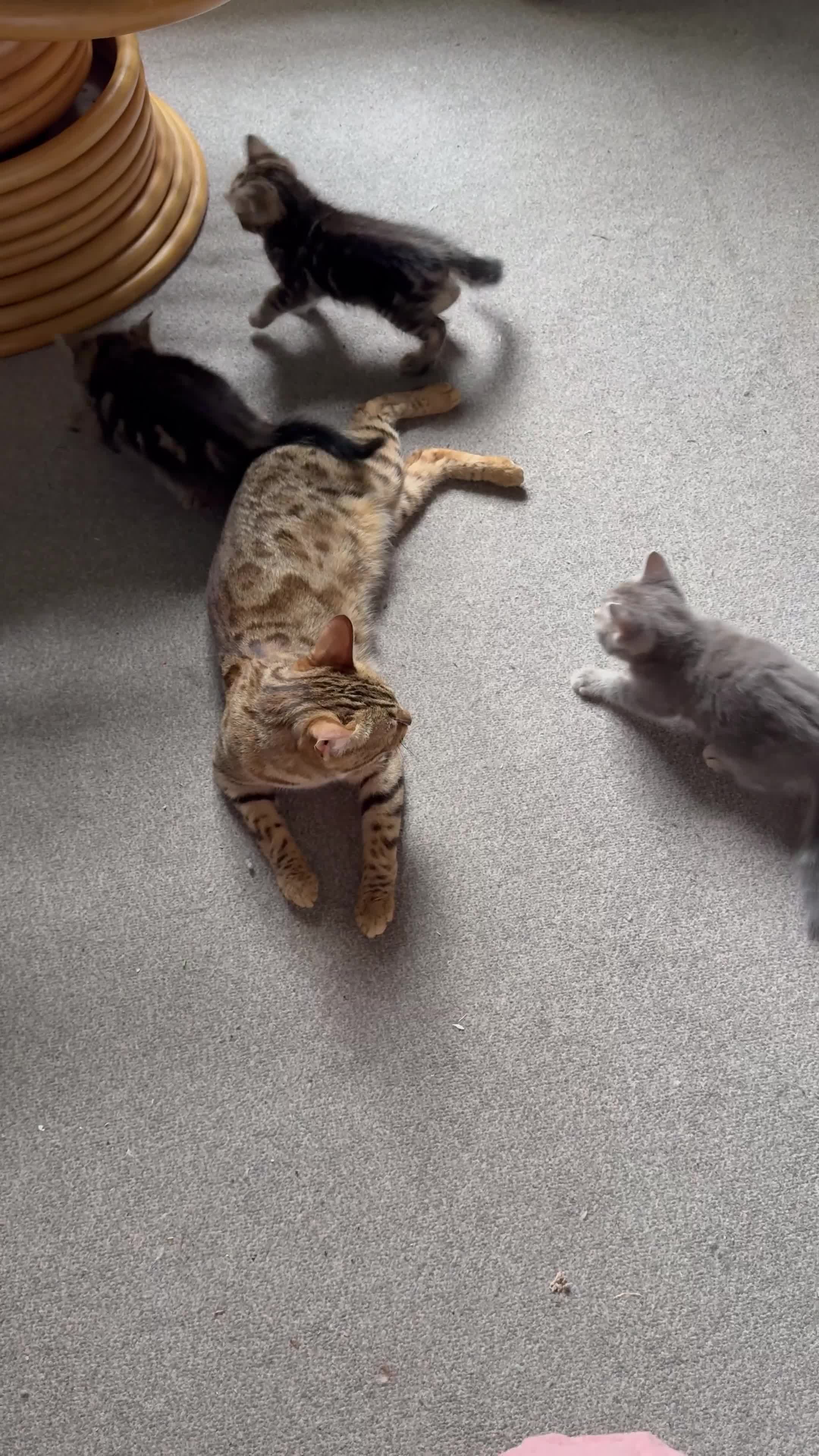 Mixed Breed cats for sale: Bengal x Ragdoll x  in Macclesfield - Video 1