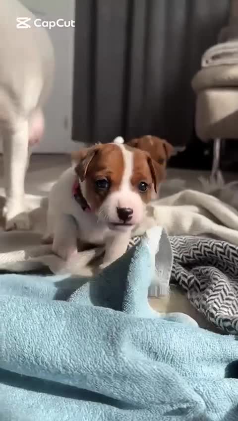 Jack Russell dogs for stud: Jack Russel For stud in Liverpool - Video 4