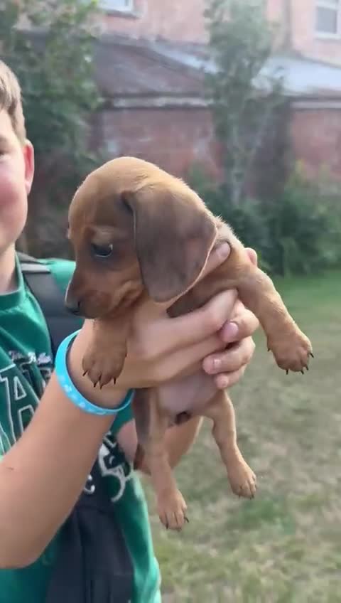 Dachshund dogs for sale: Beautiful Miniature dachshund puppies  - Video 1
