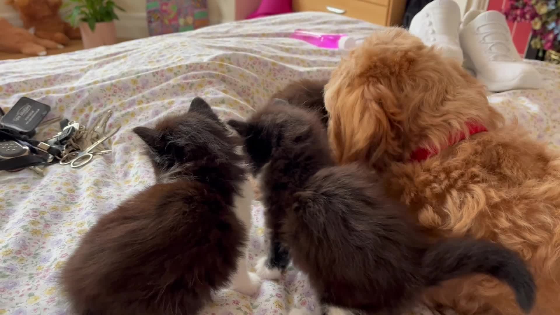 British Shorthair cats for sale: Four cute kittens mixed litter . - Video 1