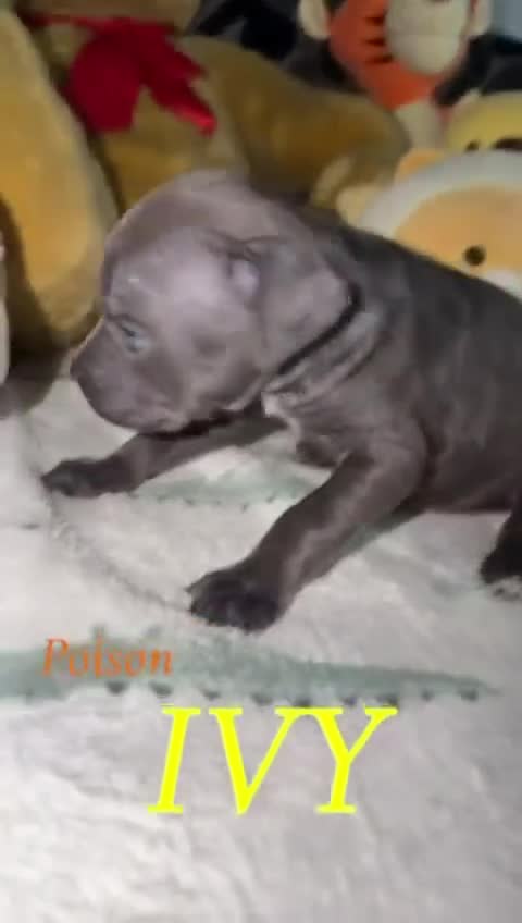 Cane Corso dogs for sale: Cane corso puppies, beautiful litter. - Video 5