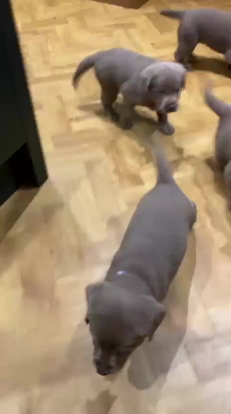 Labrador Retriever dogs for stud: Perfect Health Tested Silver Stud in Appleby-in-Westmorland - Video 1