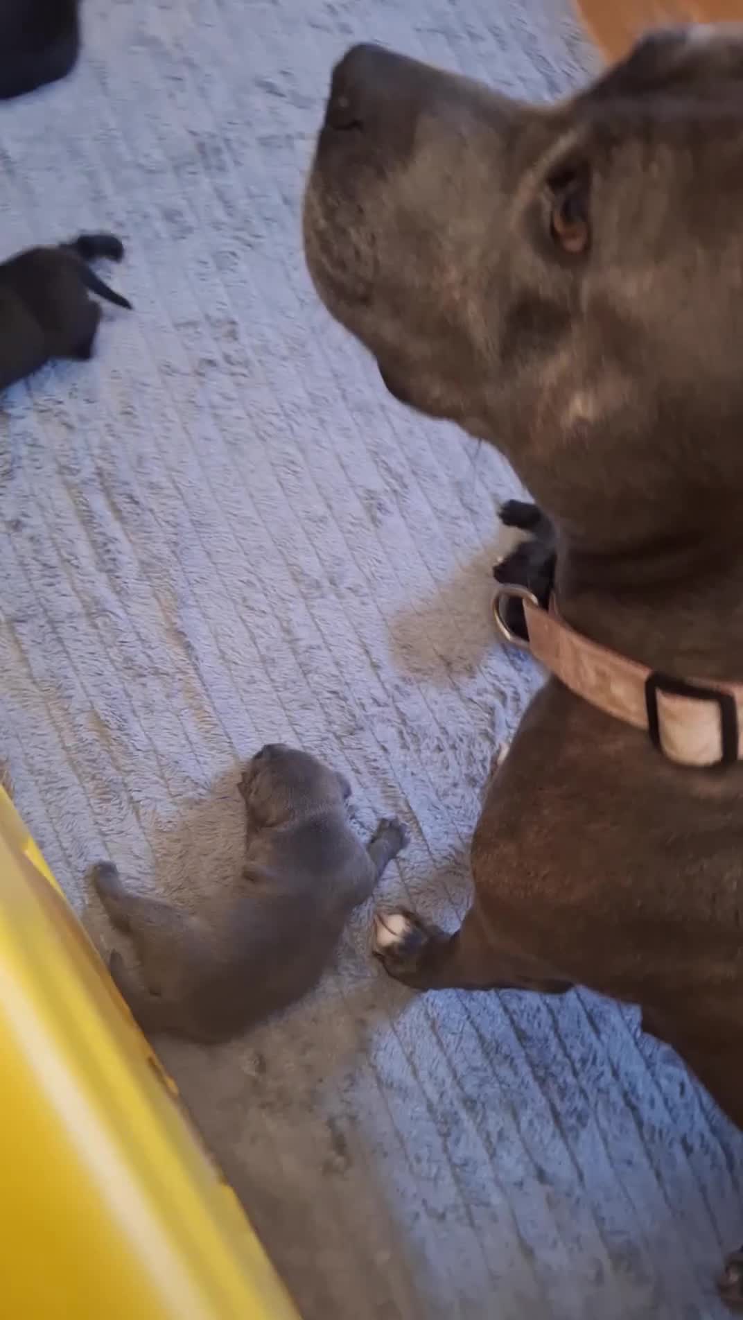 Staffordshire Bull Terrier dogs for sale: Blue or black beautifu Staffordshire ball terrier - Video 1