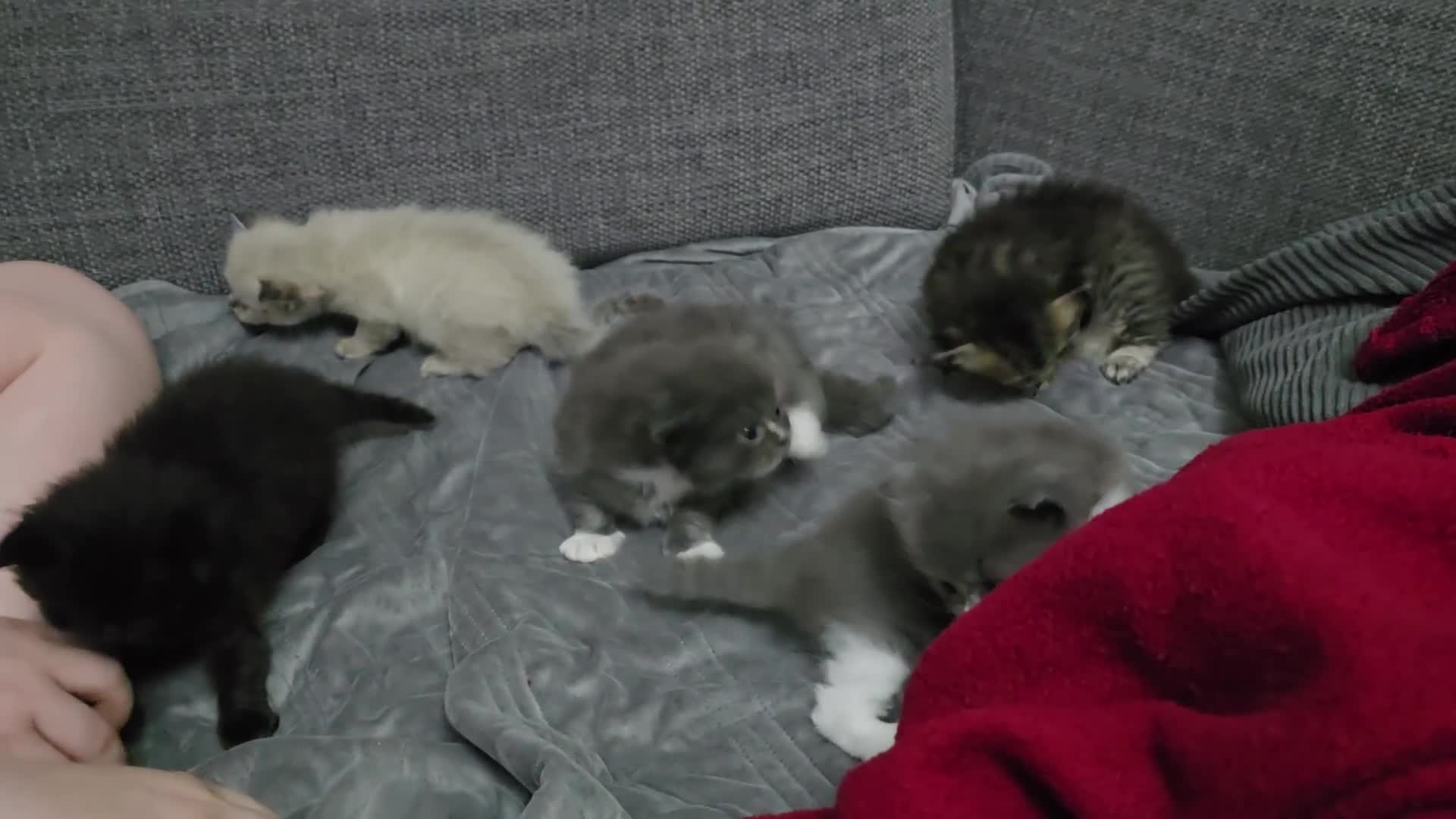 Perdoll cats for sale: Persian ragdoll kittens - Video 1