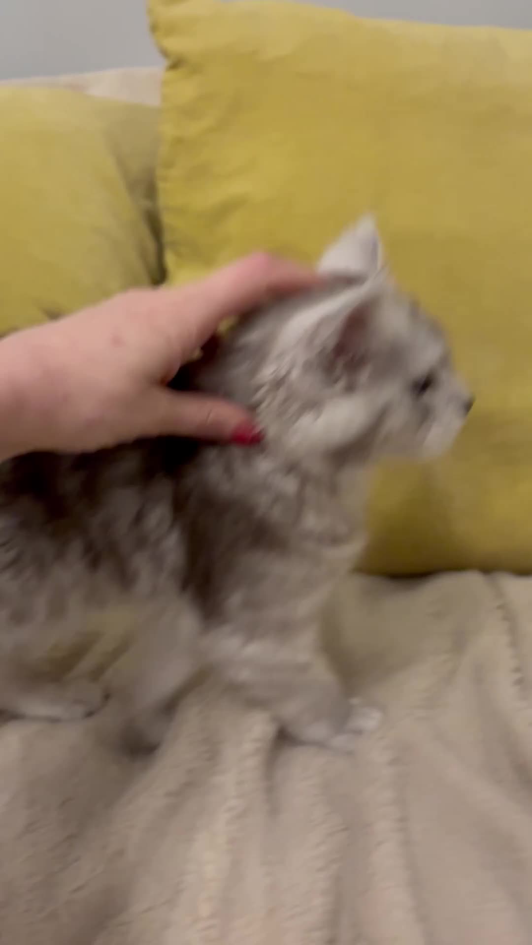 Maine Coon cats for sale: Gorgeous Shaded Pedigree Maine Coon Kittens - Video 5