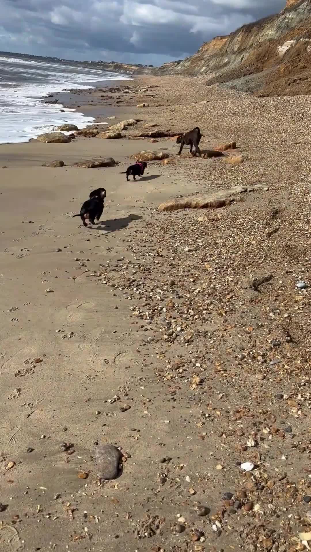 Labrador Retriever dogs for sale: 6 month old chocolate Labrador  in Tidworth - Video 1