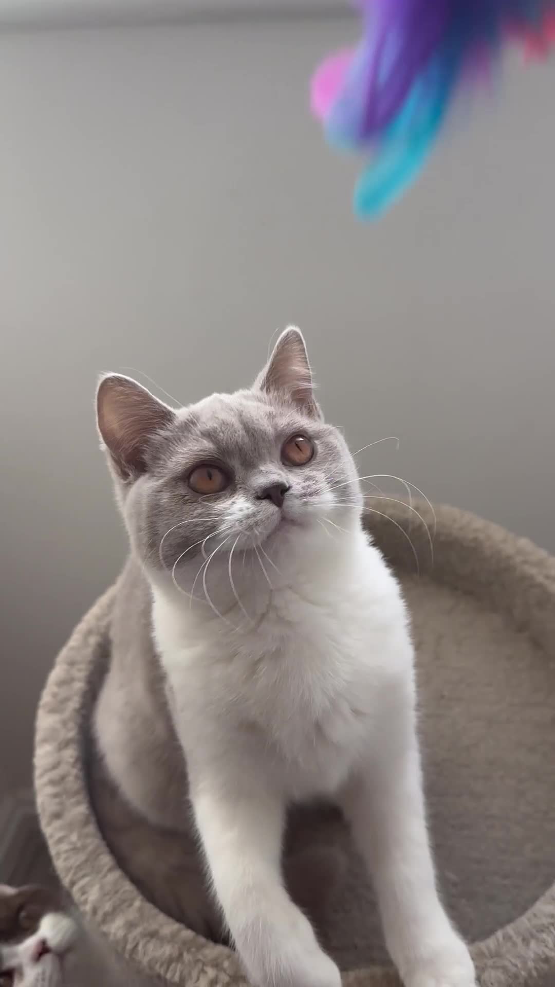 British Shorthair cats for sale: READY NOW Lilac and white female BSH  - Video 1