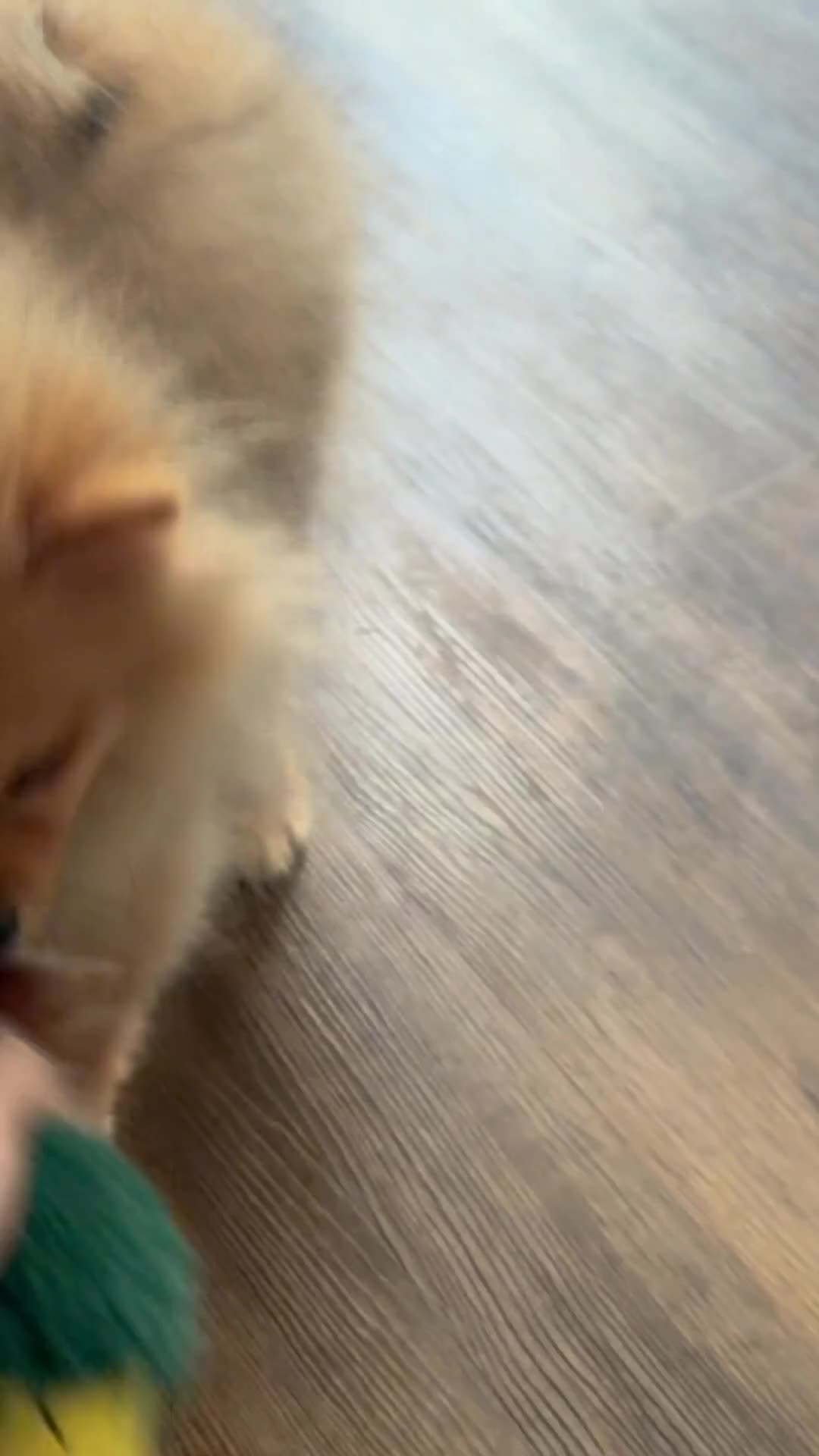 Pomeranian dogs for sale: Beautiful Little Boy Pomeranian - Video 1