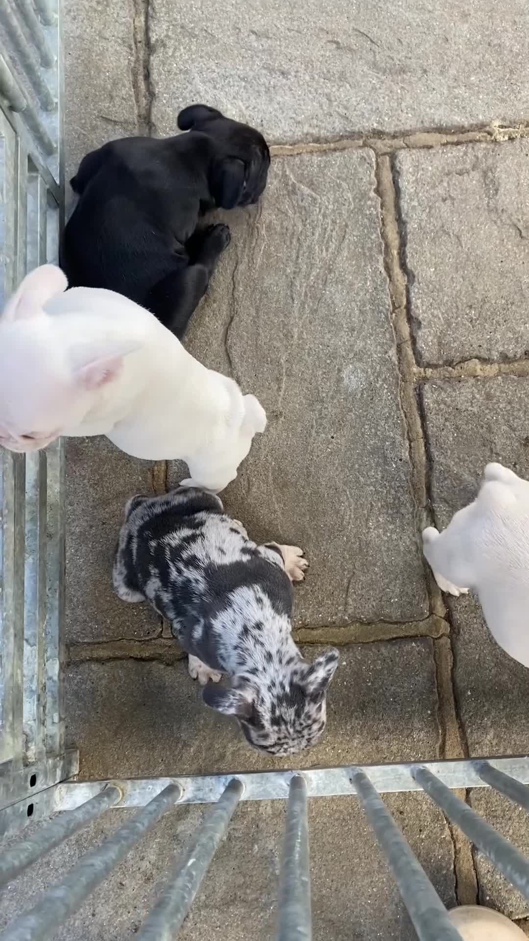 French Bulldog dogs for sale: Last KC registered French Bulldog puppy - Video 4