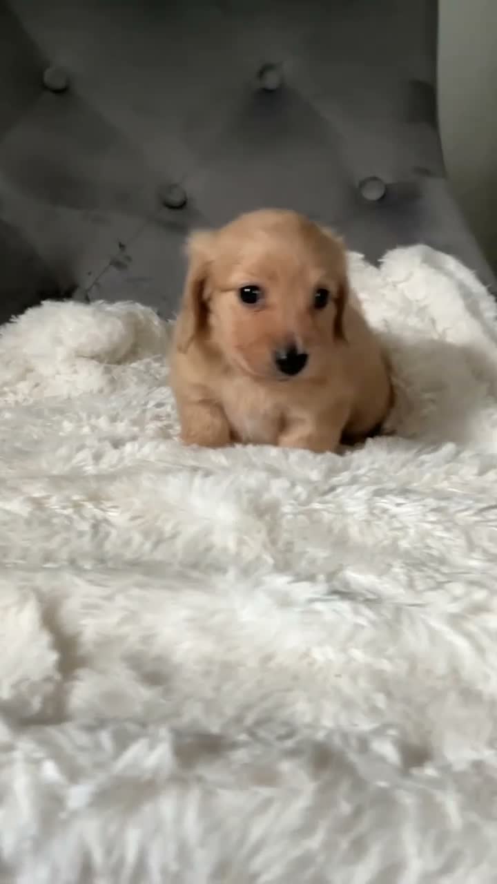 Dachshund dogs for sale: Cream long haired dachshund puppies - Video 1