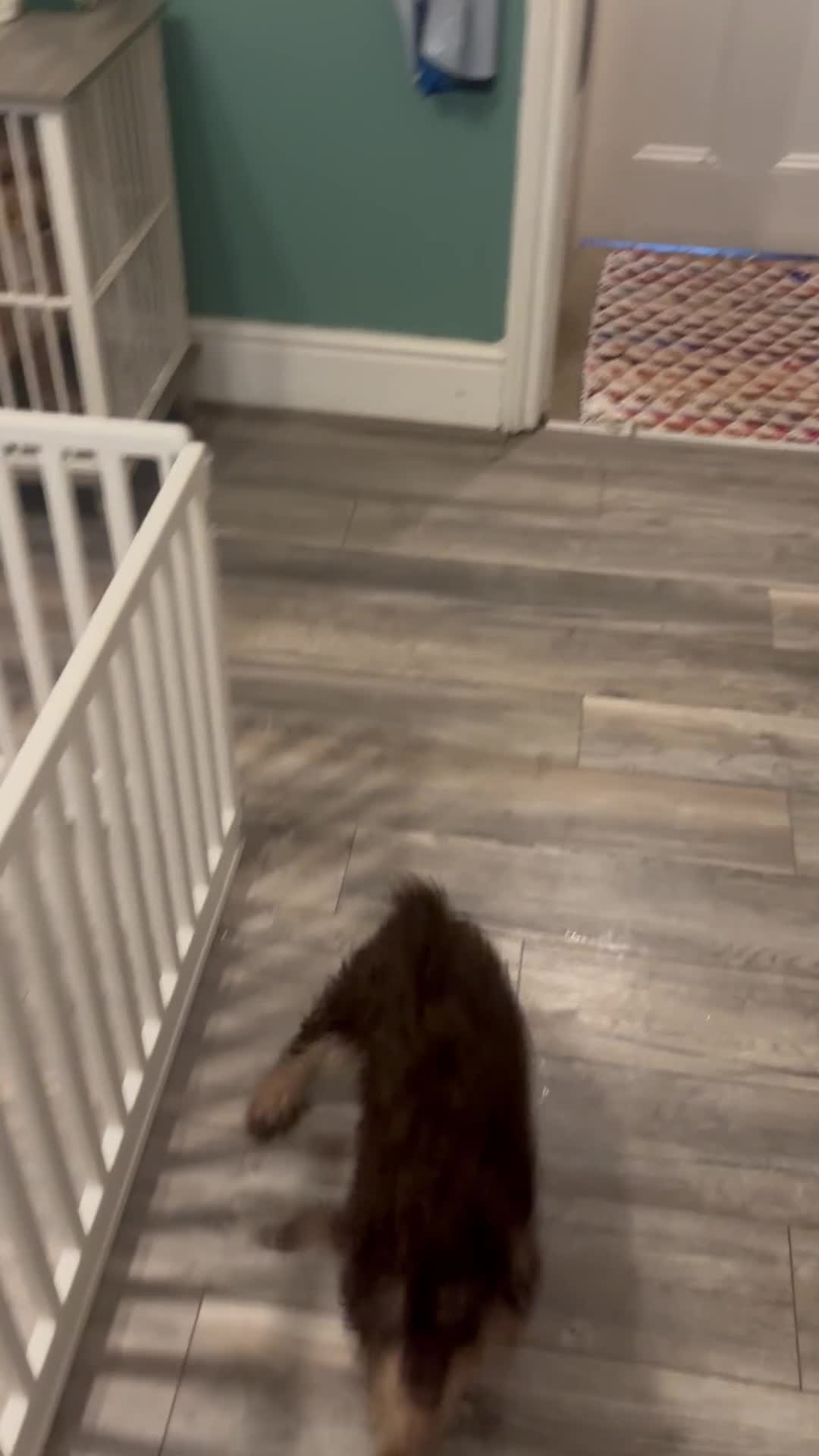 Cockapoo dogs for sale: ONE BEAUTIFUL GIRL LEFT - Video 1