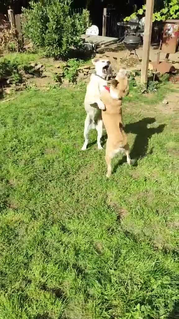 Mixed Breed dogs for adoption: Loving Simba for adoption  - Video 1